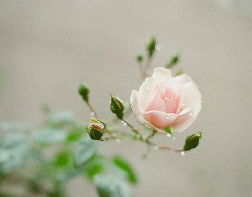 1493373566274266.jpg 77AE4B33C70A.jpg