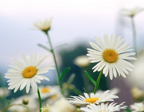 1493373628531089.jpg 5778681271870364243.jpg