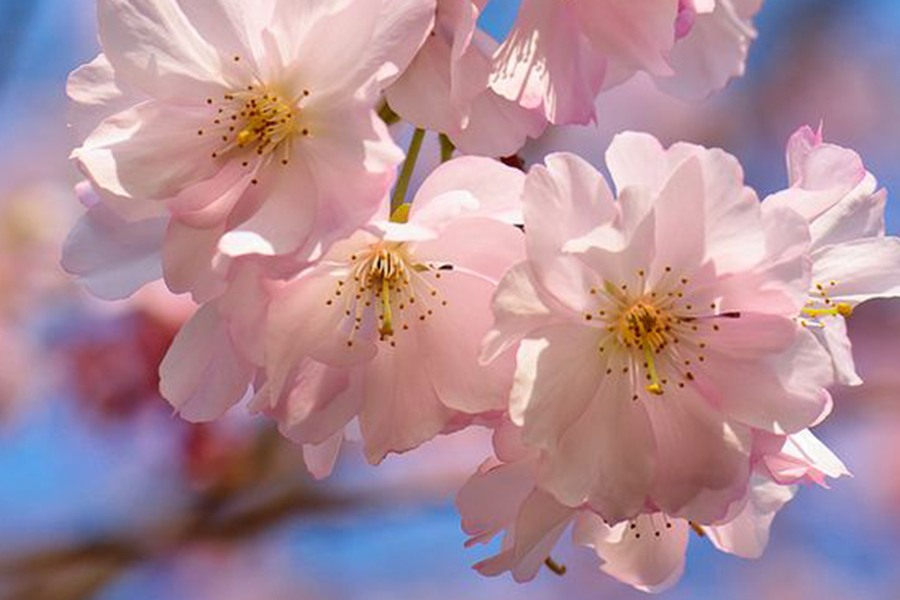 1517474964523337.jpg 2.jpg