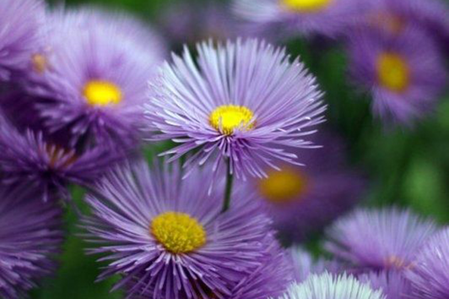 1517474993357174.jpg cdfc4c6c4e472bdd03b58db7a531b1ff6d43801f1ae58-sjo4iN_fw658.jpg